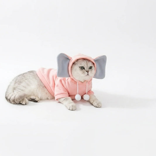 Why your cat claims your desk — and what helps
